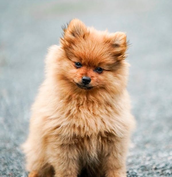 What are the safest dogs to have around children | Ultimate New Parents Guide